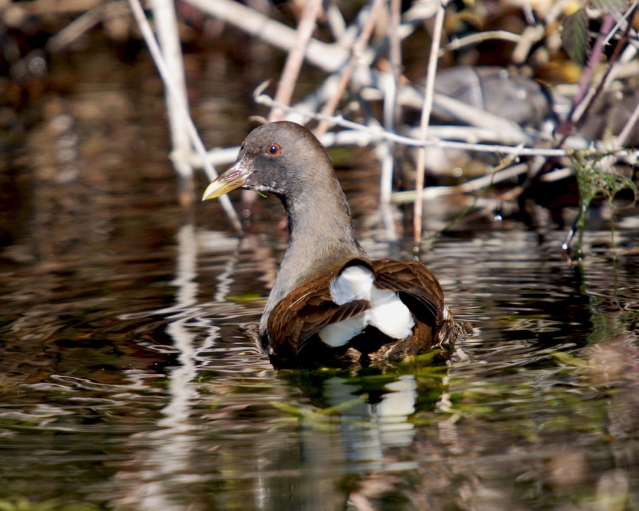Common Moorhen