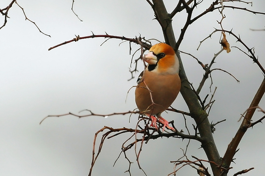 Hawfinch