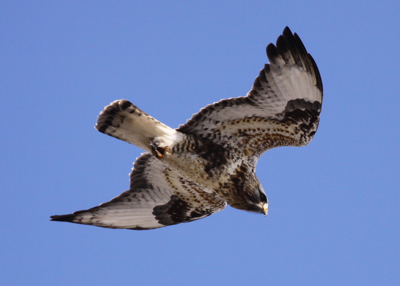 Rough-legged Buzzard