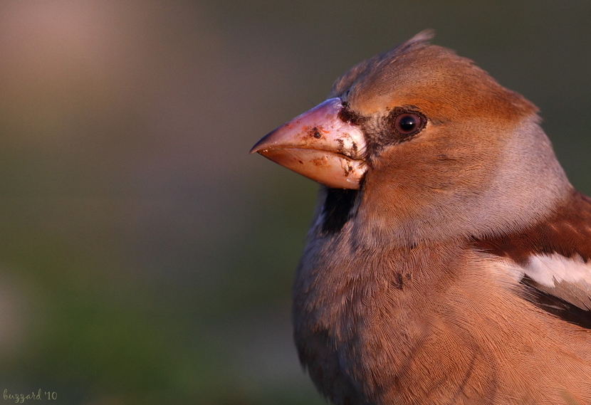 Hawfinch