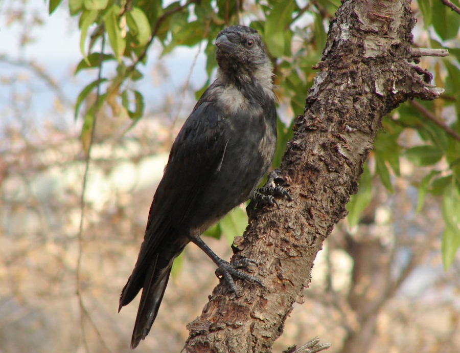 Western Jackdaw
