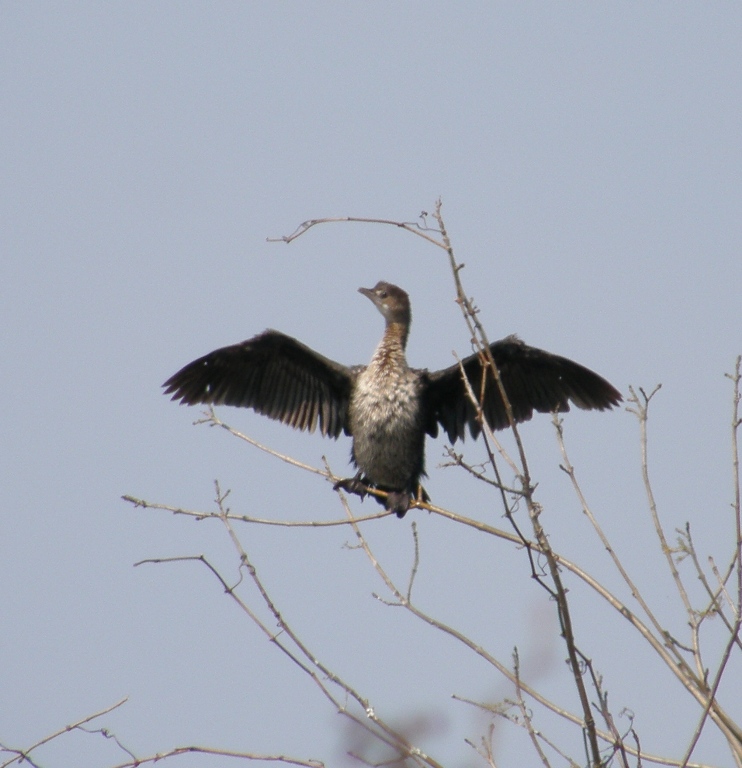 Pygmy Cormorant