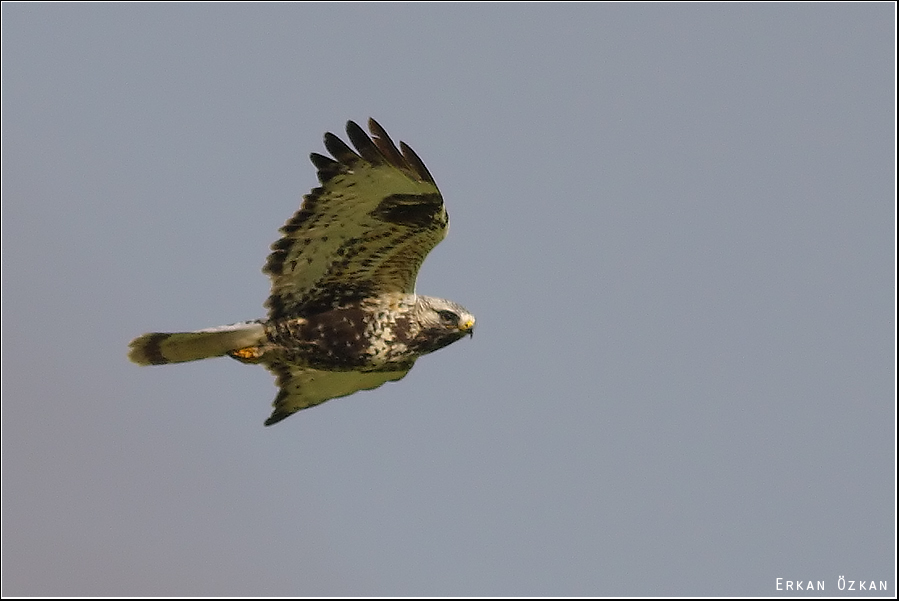 Rough-legged Buzzard