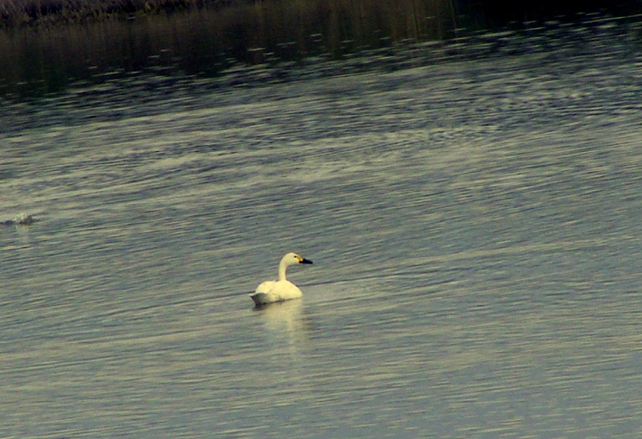 Tundra Swan