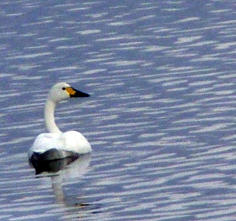 Tundra Swan