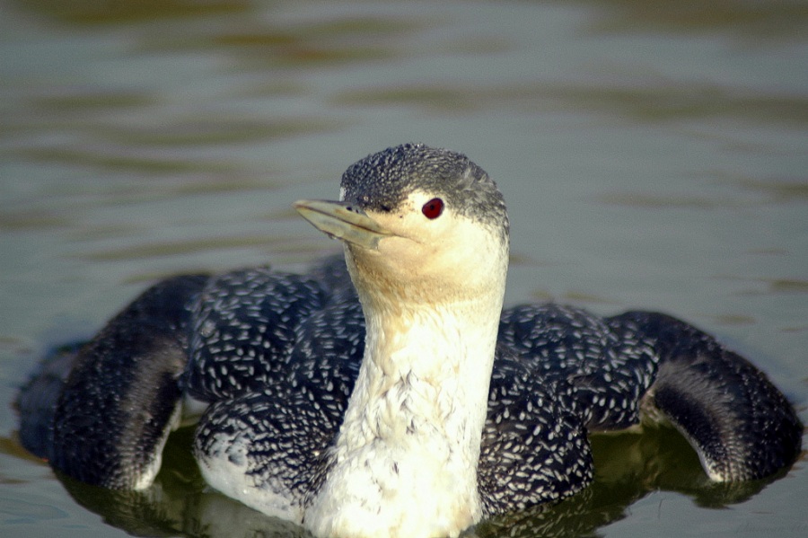 Red-throated Loon