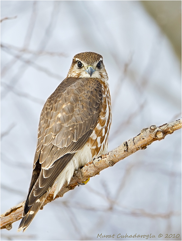 Merlin