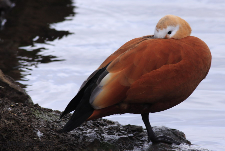 Ruddy Shelduck
