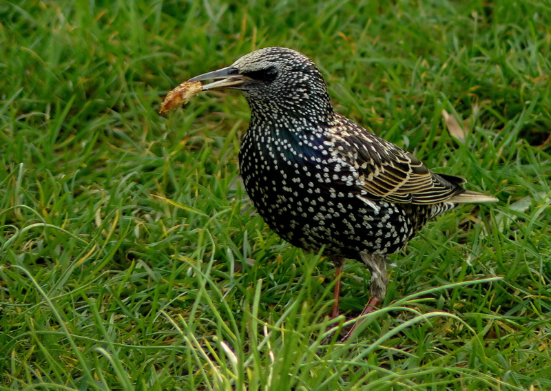 Common Starling