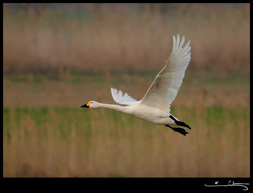 Tundra Swan