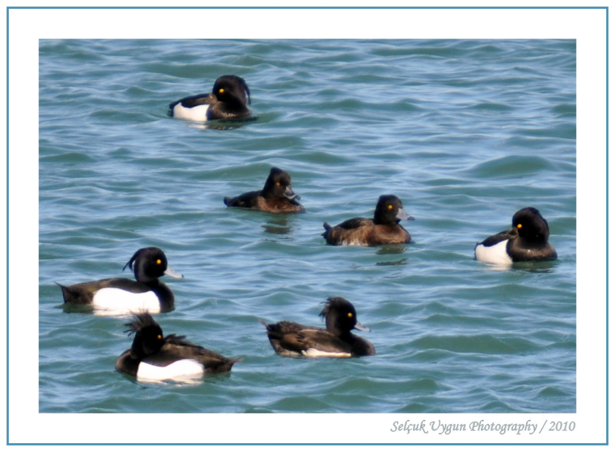 Tufted Duck