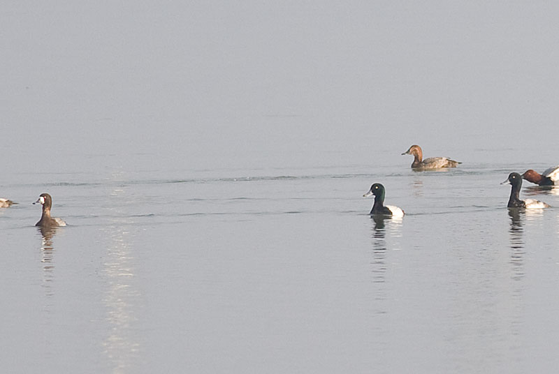 Greater Scaup