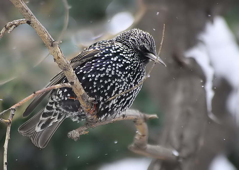 Common Starling
