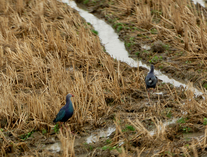 Grey-headed Swamphen