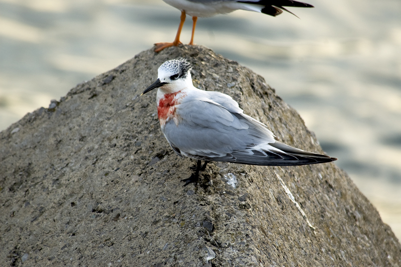 Sandwich Tern