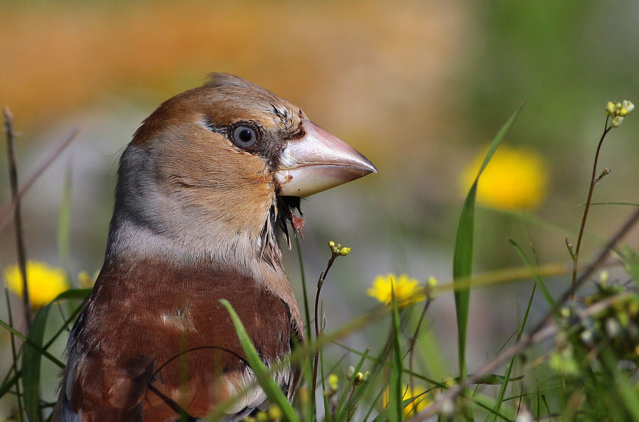 Hawfinch