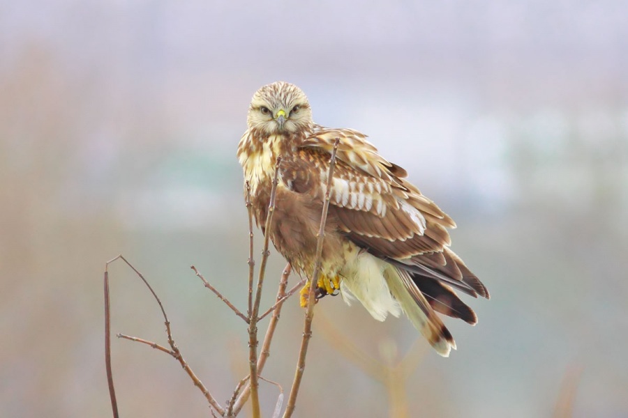 Rough-legged Buzzard