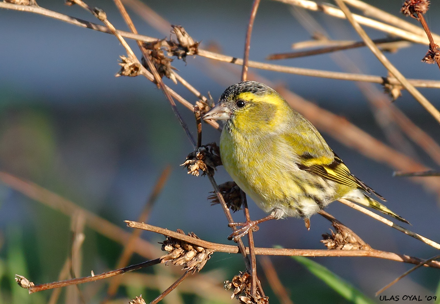 Eurasian Siskin