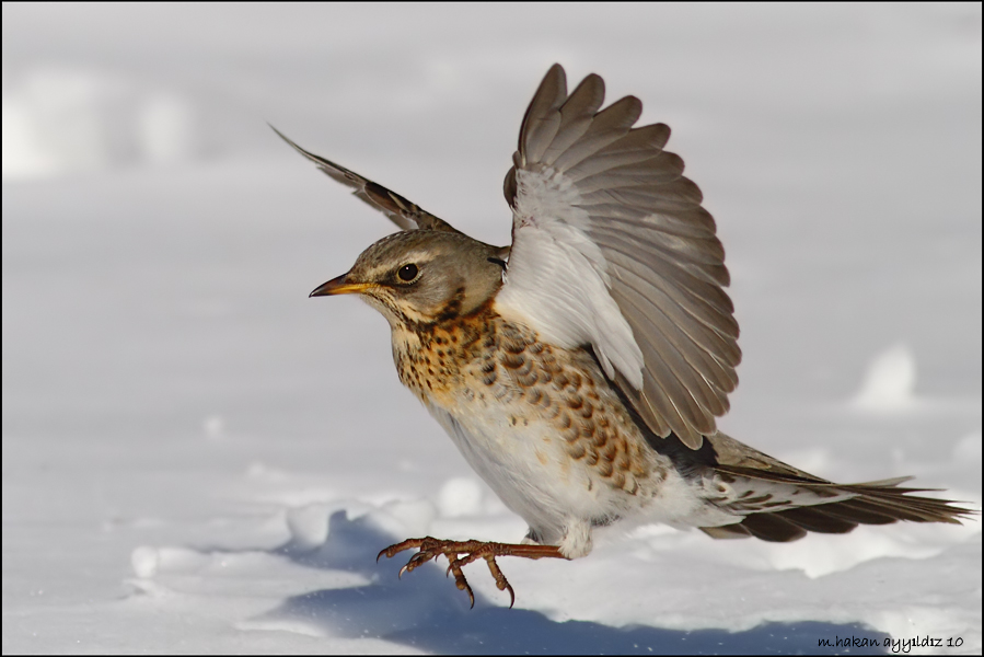 Fieldfare