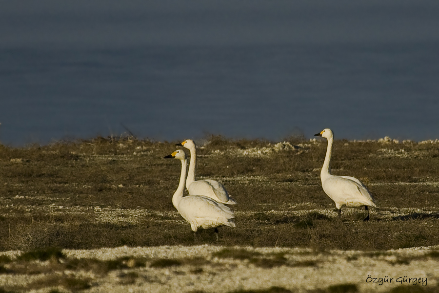 Tundra Swan