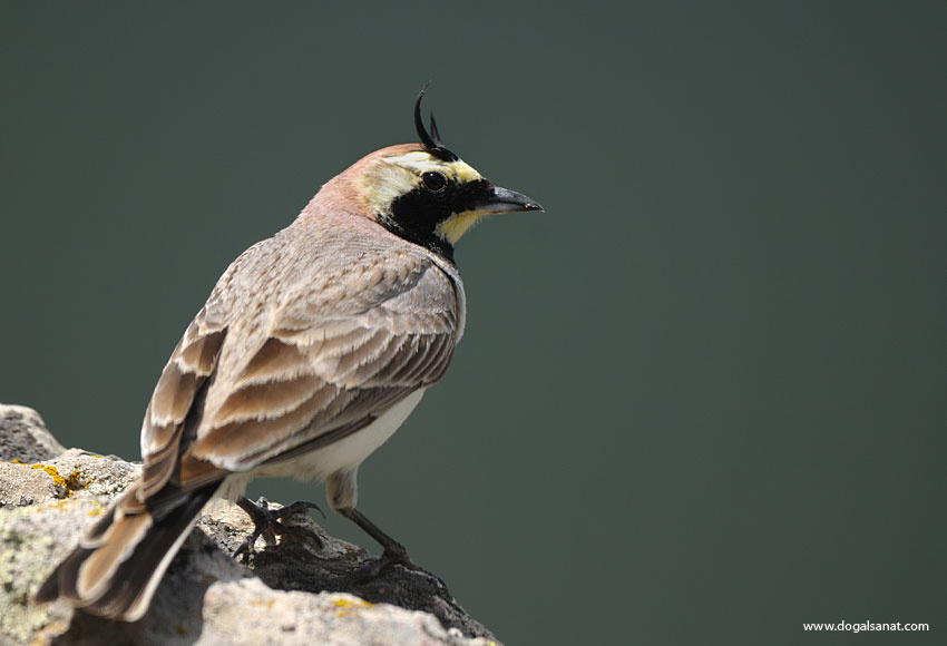 Horned Lark