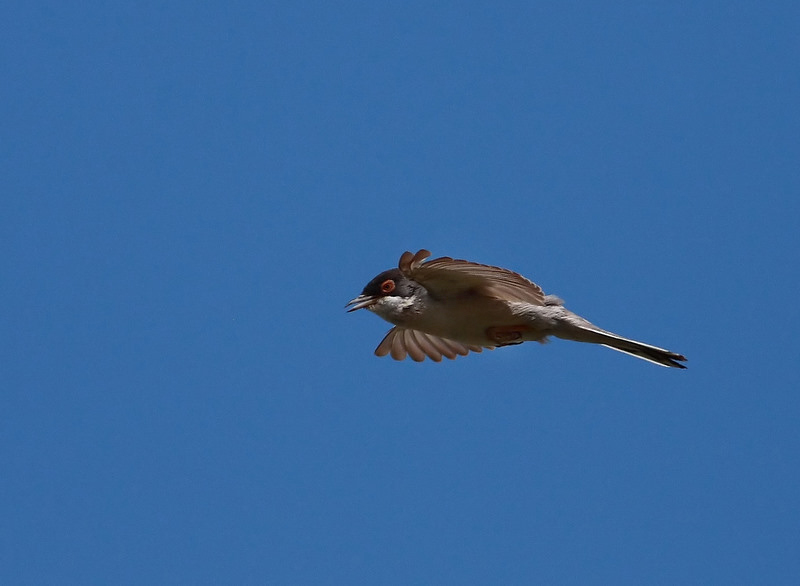 Sardinian Warbler