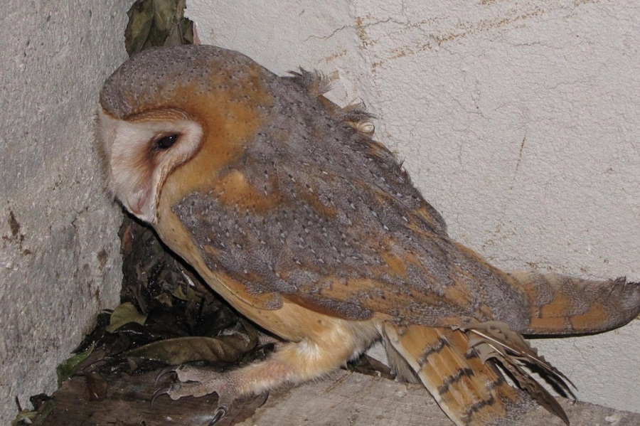 Western Barn Owl