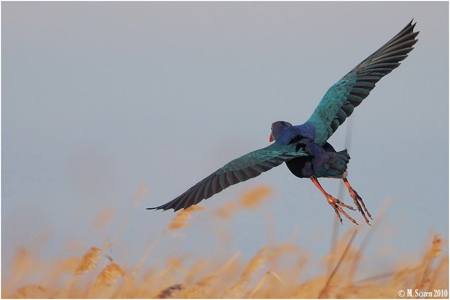 Grey-headed Swamphen