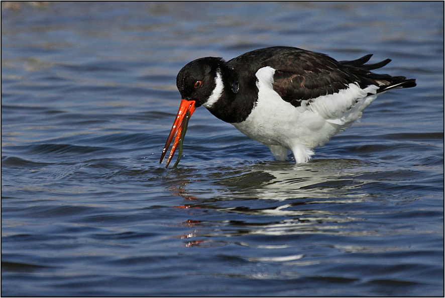 Eurasian Oystercatcher