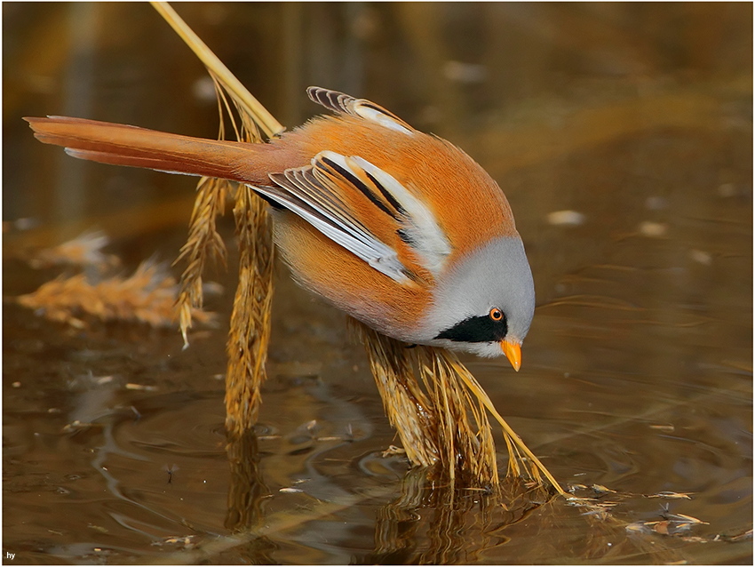 Bearded Reedling