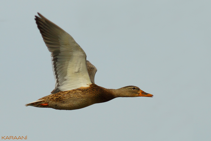 Mallard