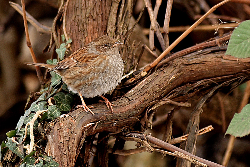 Dunnock