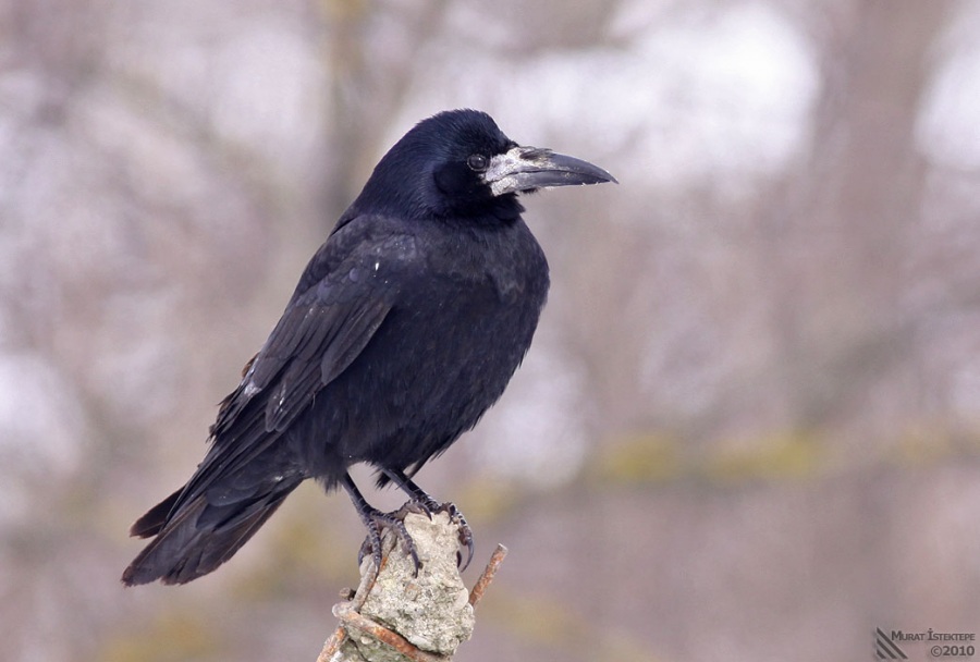 Rook
