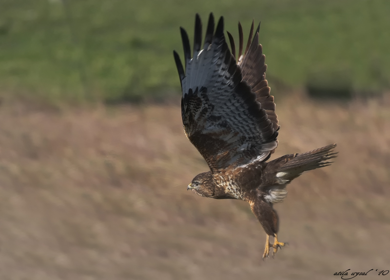 Common Buzzard