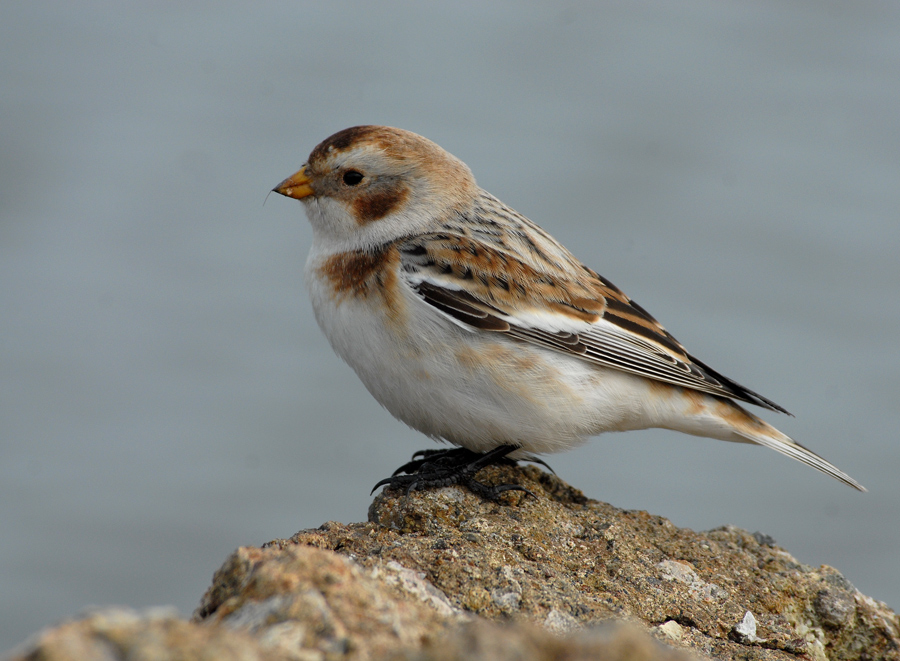 Snow Bunting