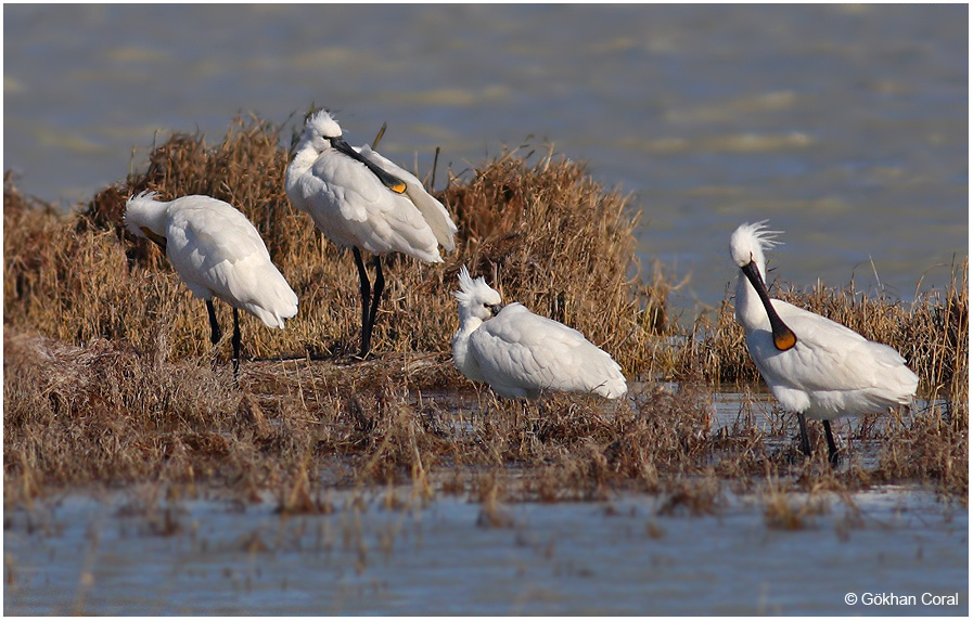 Eurasian Spoonbill