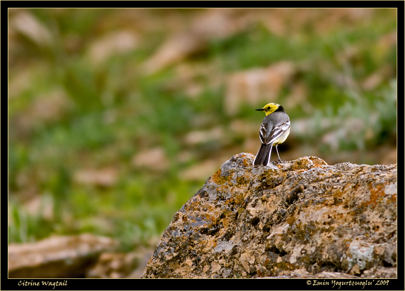 Citrine Wagtail