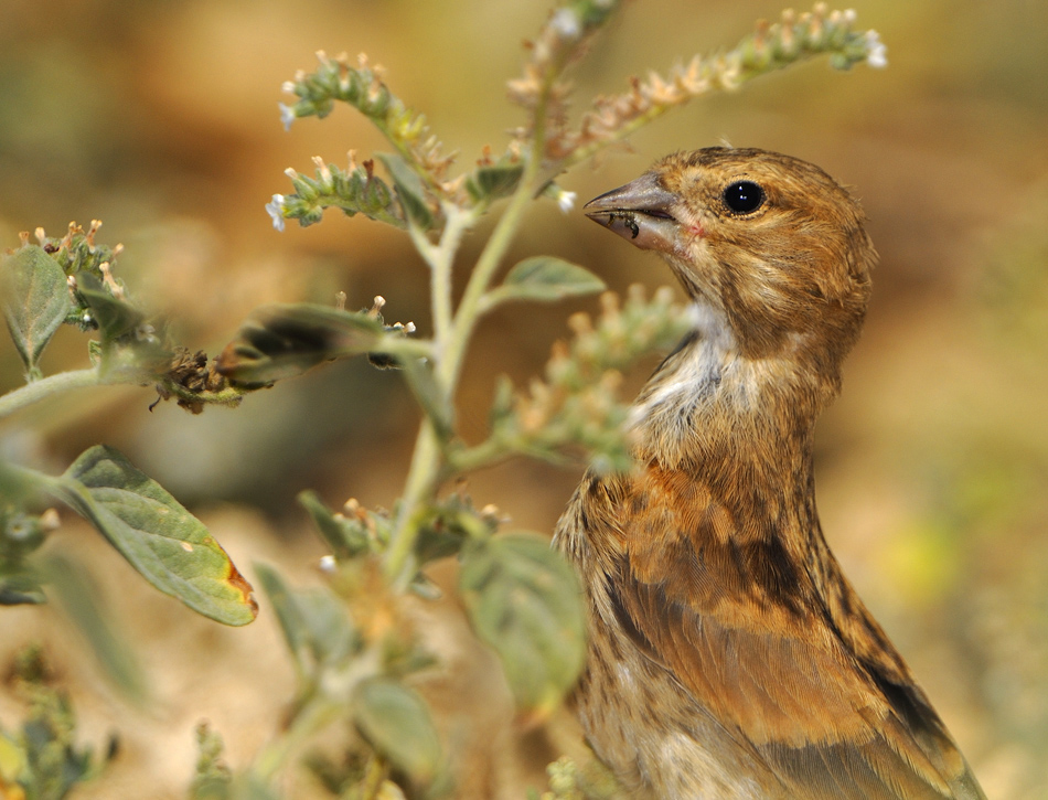 Common Linnet