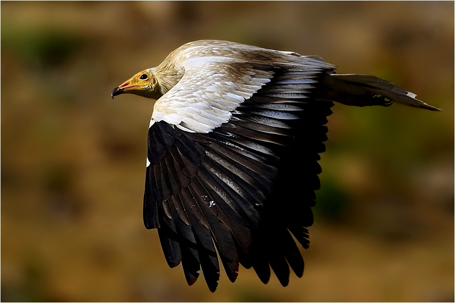 Egyptian Vulture