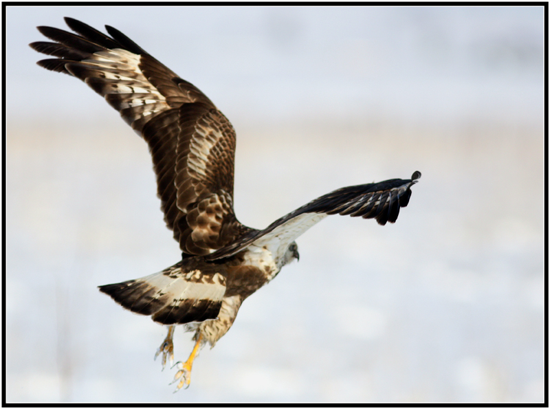Rough-legged Buzzard