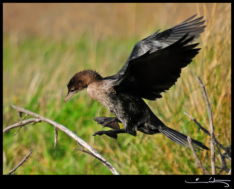Pygmy Cormorant