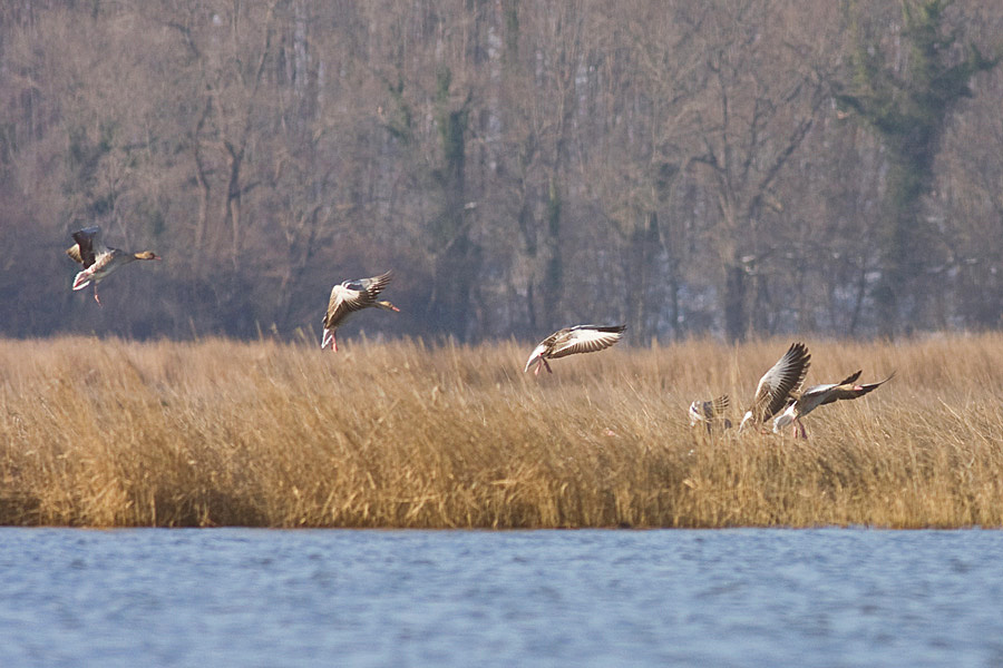 Greylag Goose