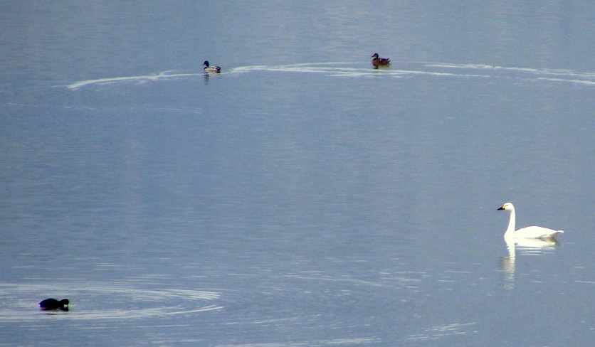 Tundra Swan