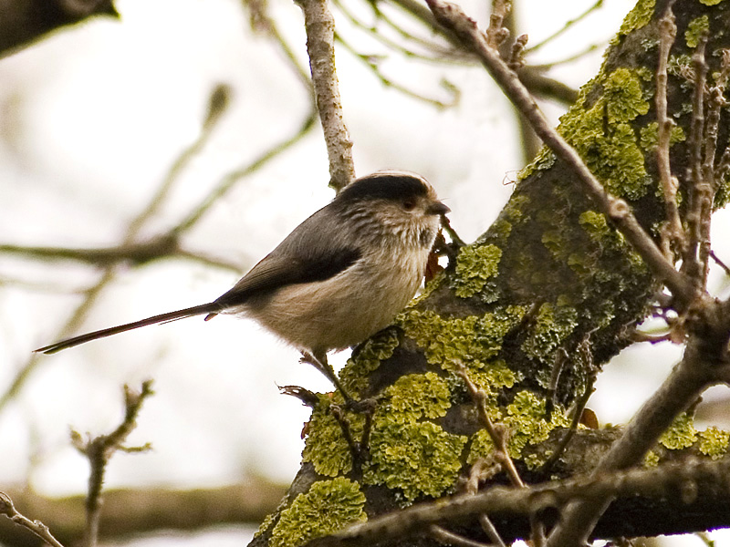 Long-tailed Tit