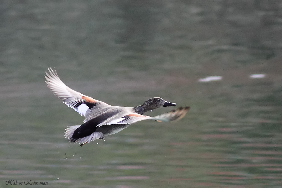 Gadwall