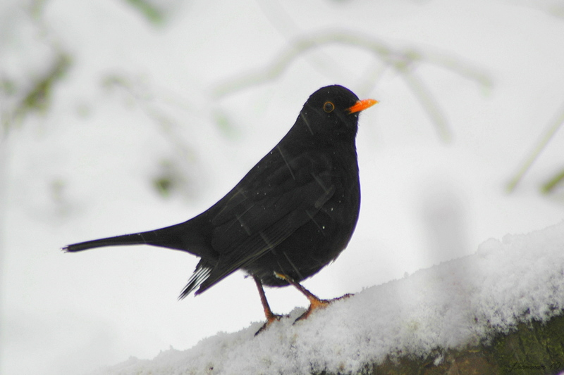 Common Blackbird