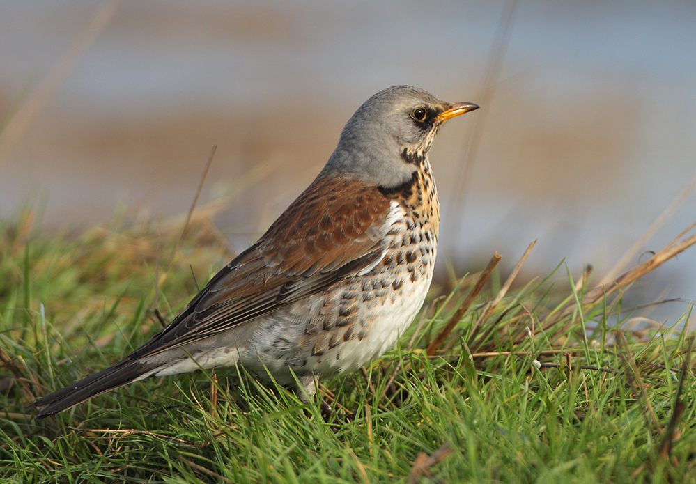 Fieldfare