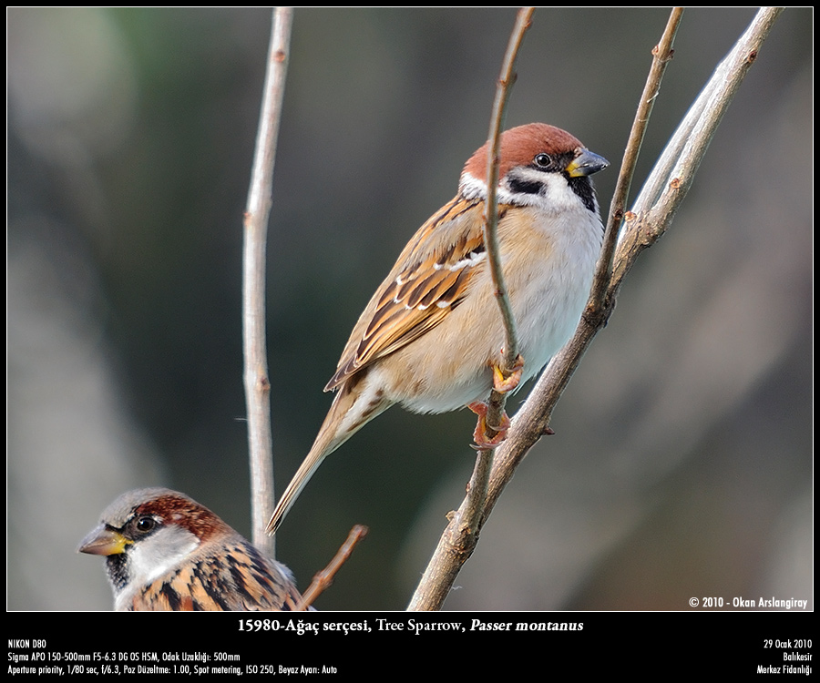 Eurasian Tree Sparrow