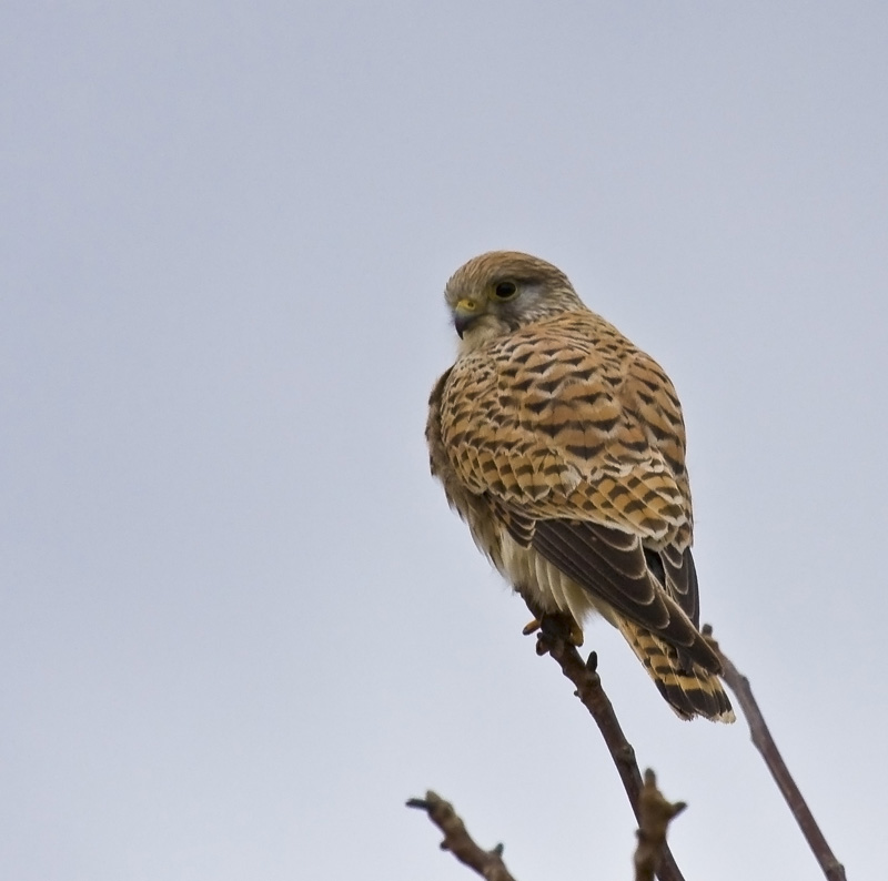 Common Kestrel