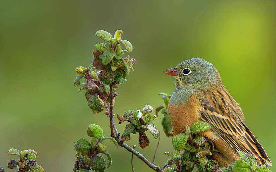 Ortolan Bunting